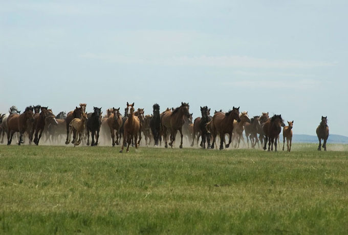 Hulunbeir Grassland